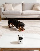 Teddy Cam - Videocamera di sorveglianza ricaricabile con gestione via App