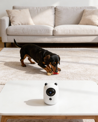 Teddy Cam - Videocamera di sorveglianza ricaricabile con gestione via App