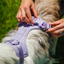 Pettorina+ Porta tag City Walk Pet