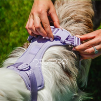 Pettorina+ Porta tag City Walk Pet