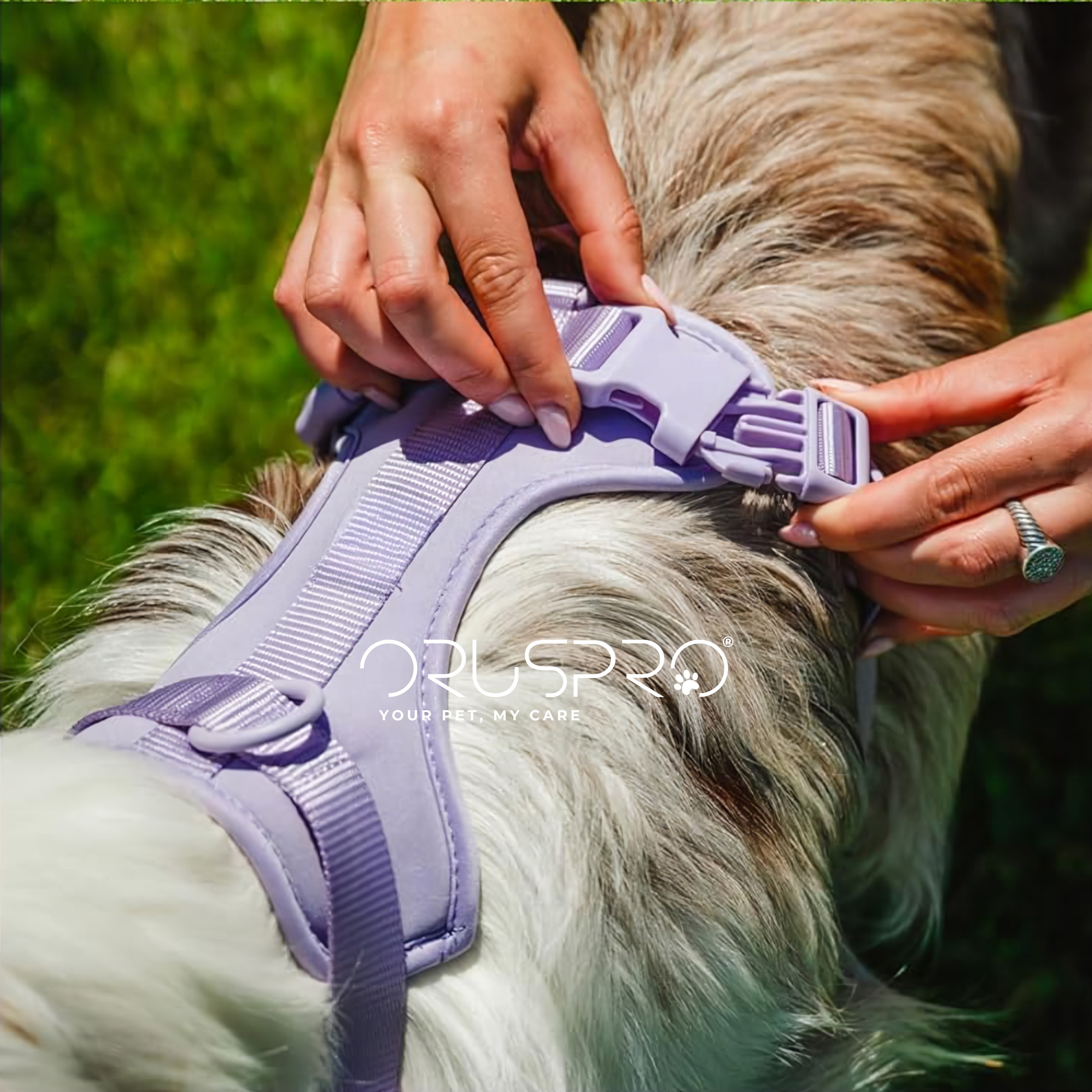 Pettorina+ Porta tag City Walk Pet