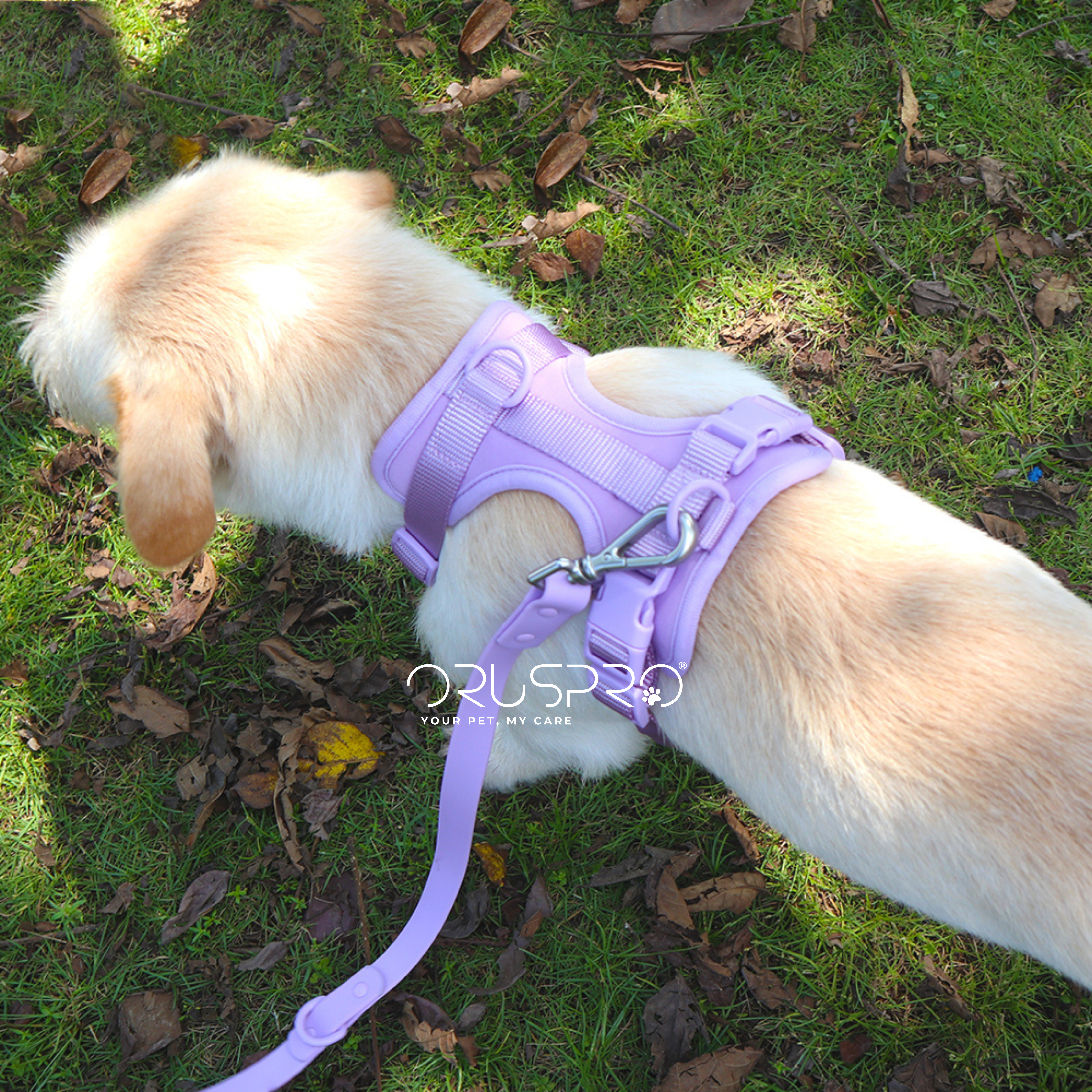 Pettorina+ Porta tag City Walk Pet