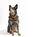 Collare Walky soft touch waterproof