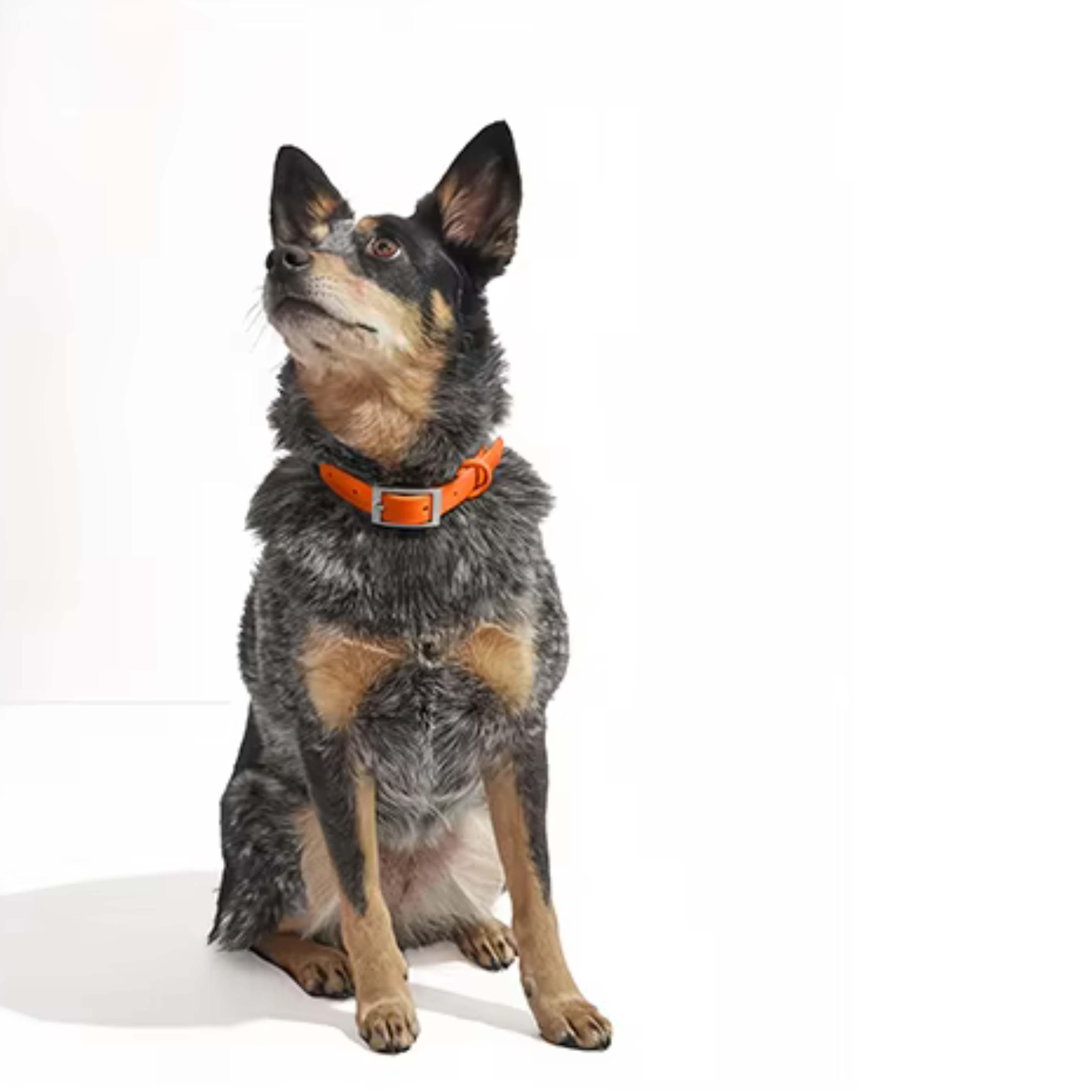 Collare Walky soft touch waterproof