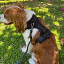 Pettorina+ Tag Dual localizzatore + Porta Tag Set City Walk Pet