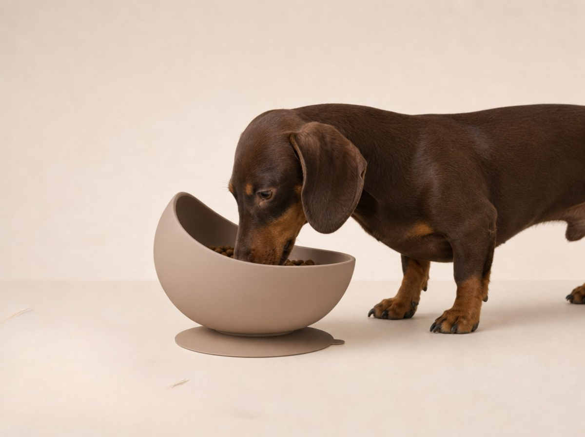 Slow Bowl Edge- Ciotola anti ingozzamento, antiribaltamento e antischizzo in silicone BPA free