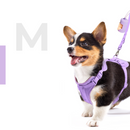 Pettorina+ Porta tag City Walk Pet