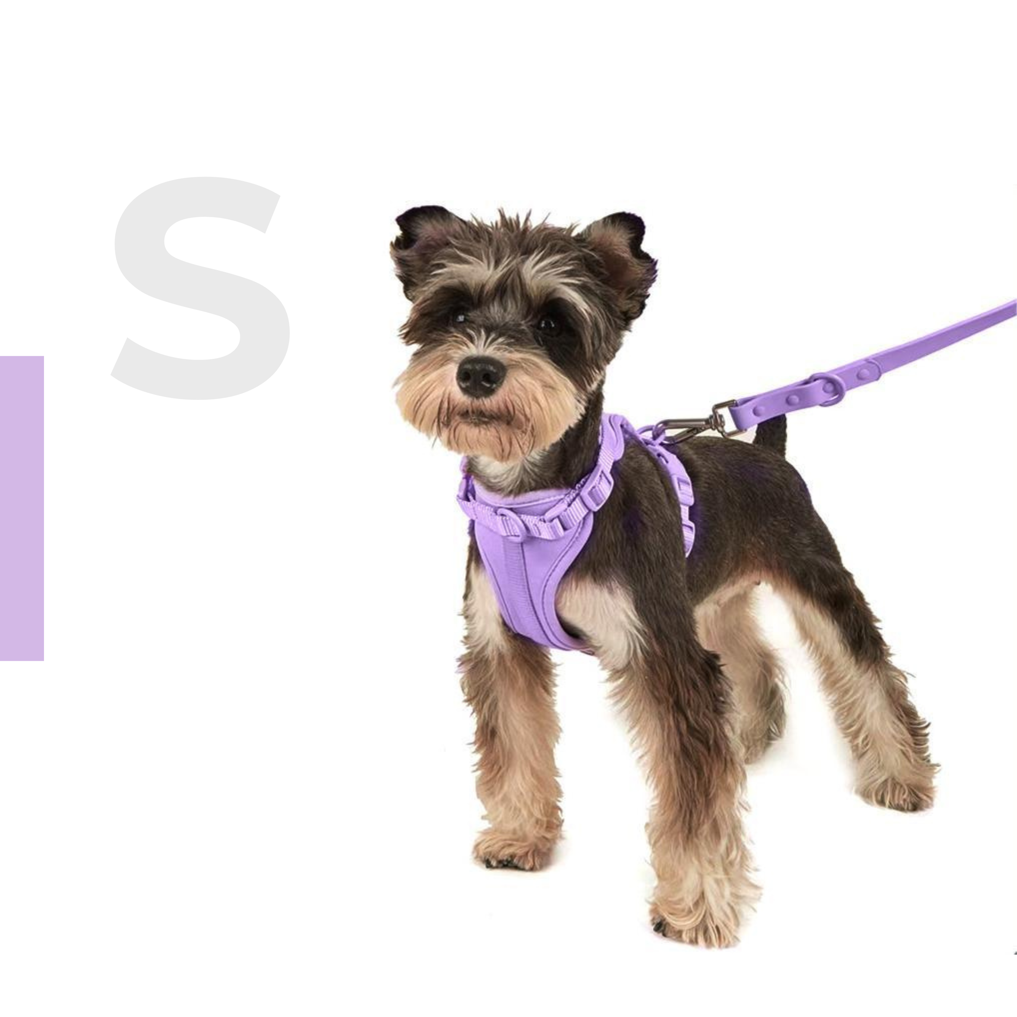 Pettorina+ Porta tag City Walk Pet