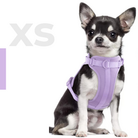 Pettorina+ Porta tag City Walk Pet