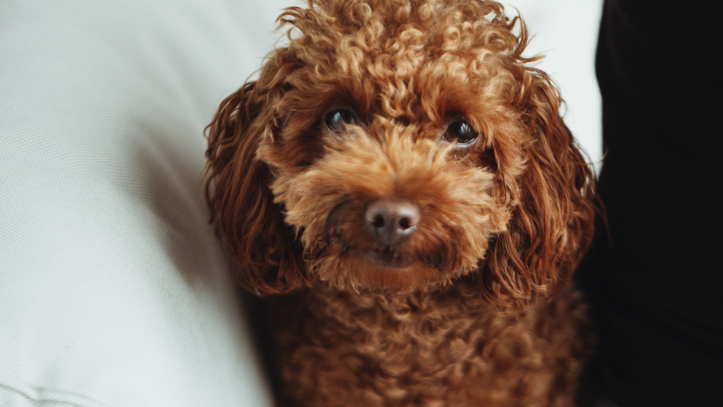 brown-puppy-looks-to-the-camera.jpg