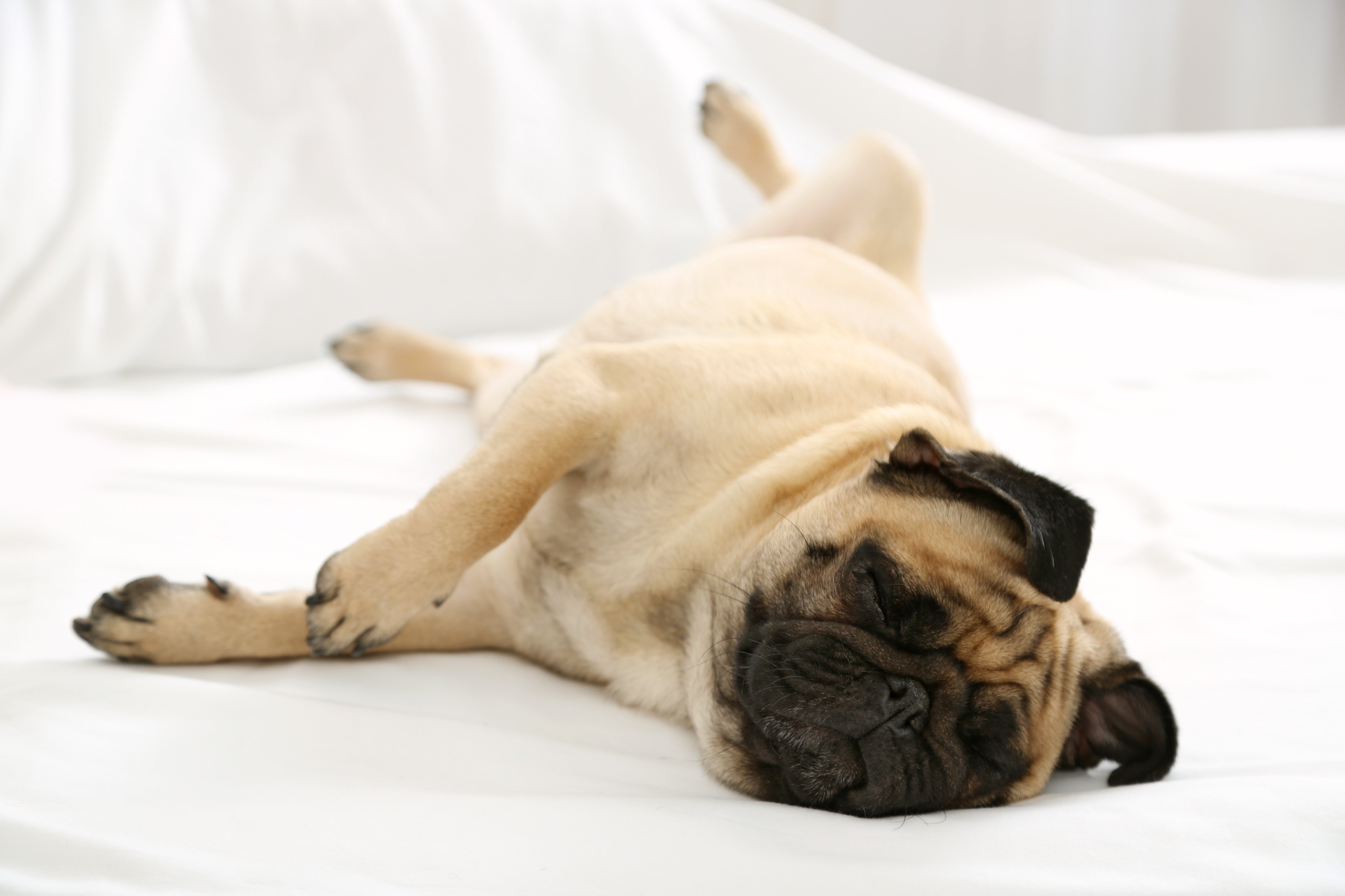 cane-pug-che-gioca-nel-letto.jpg