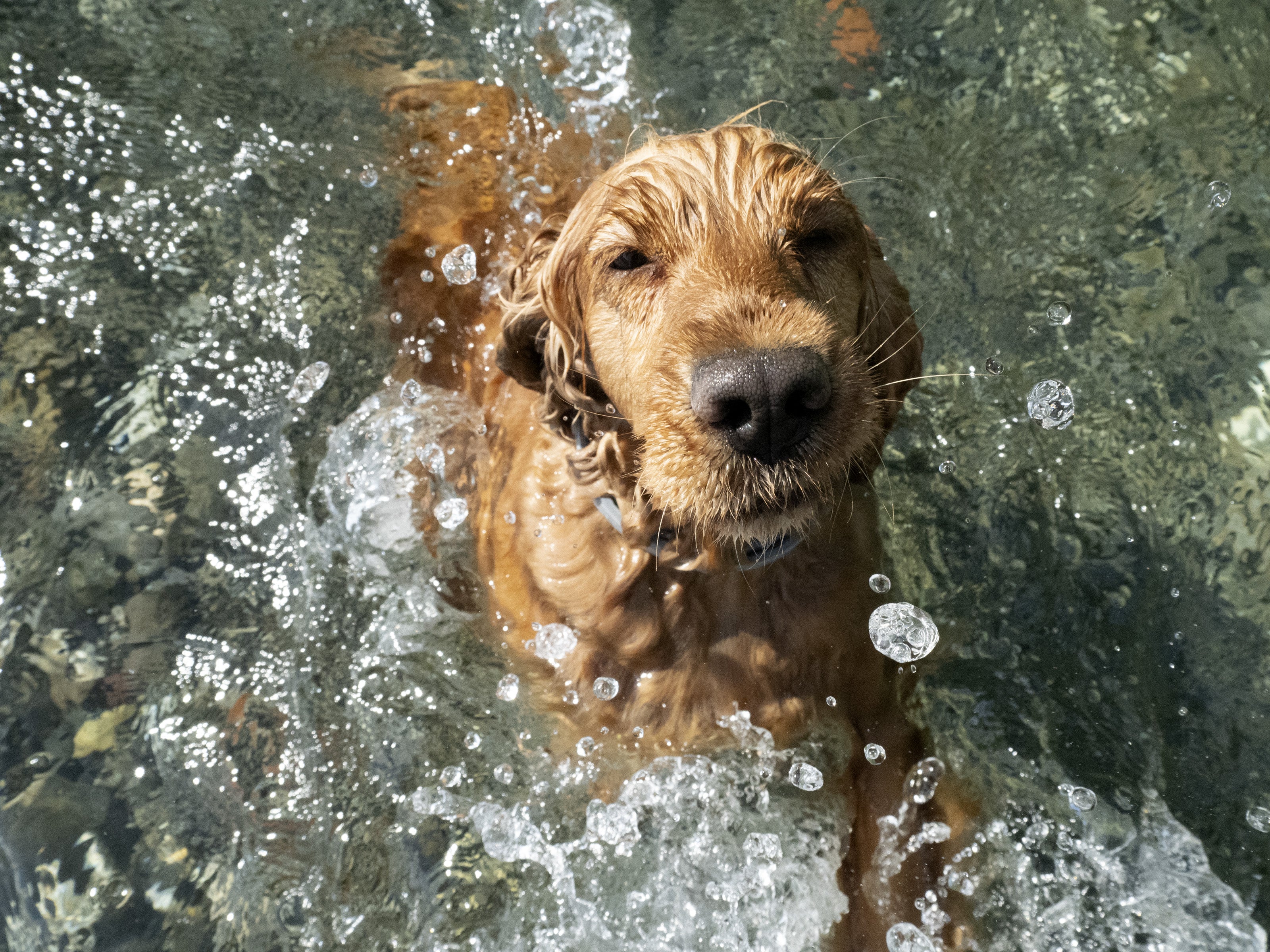 cocker-spaniel-cane-che-nuota-nell-acqua.jpg