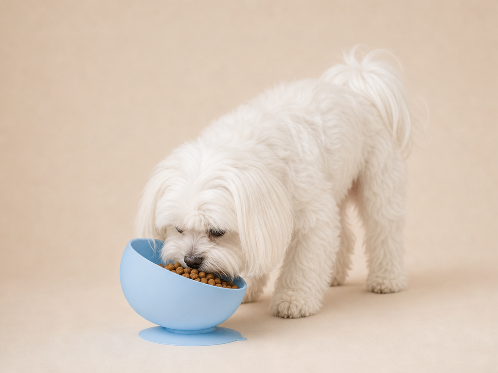 magnific__genera-cane-maltese-bianco-che-ci-mangia-le-crocch__10375.png