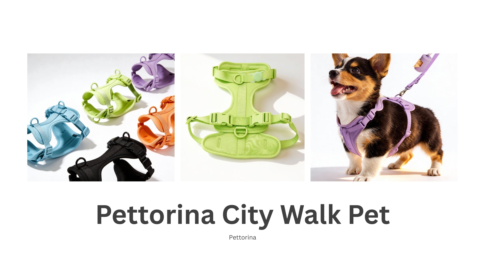 passeggiata_collari_guinzaglio_pettorina_e_kit_4.jpg