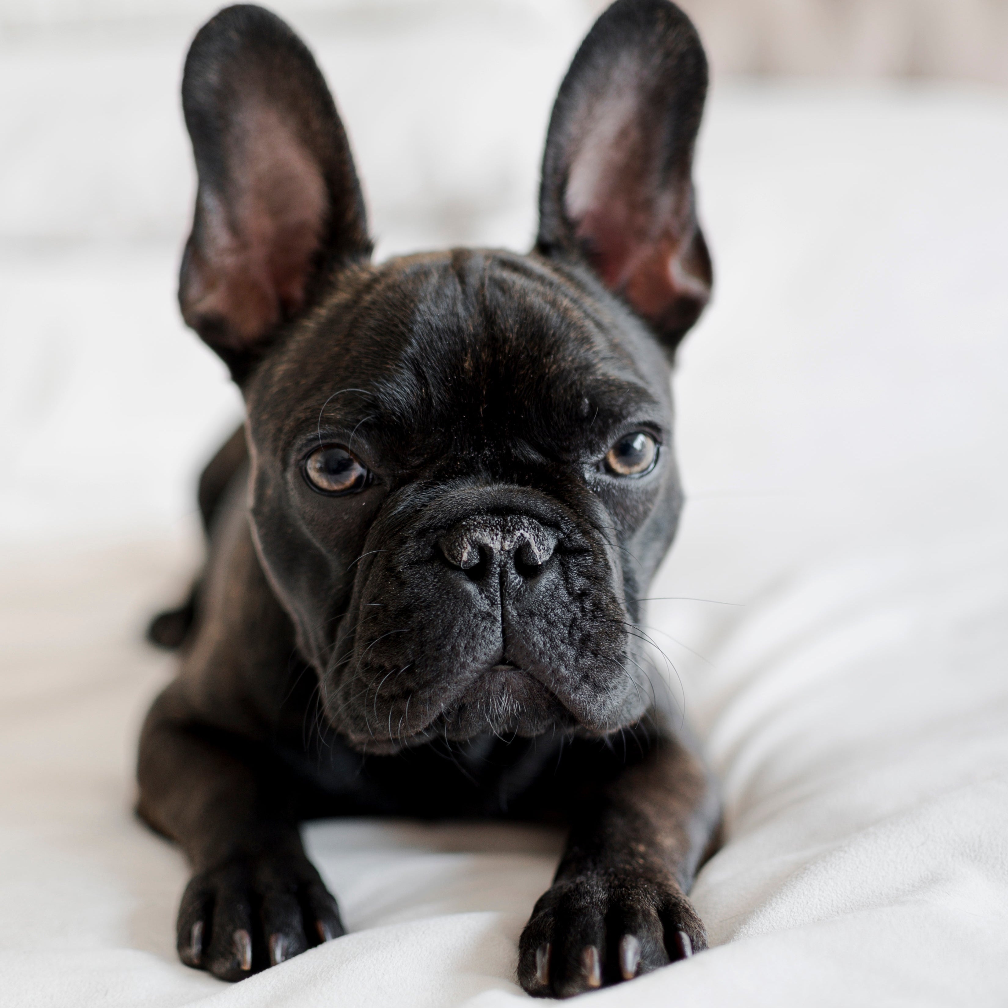 ritratto-di-adorabile-piccolo-bulldog-francese.jpg